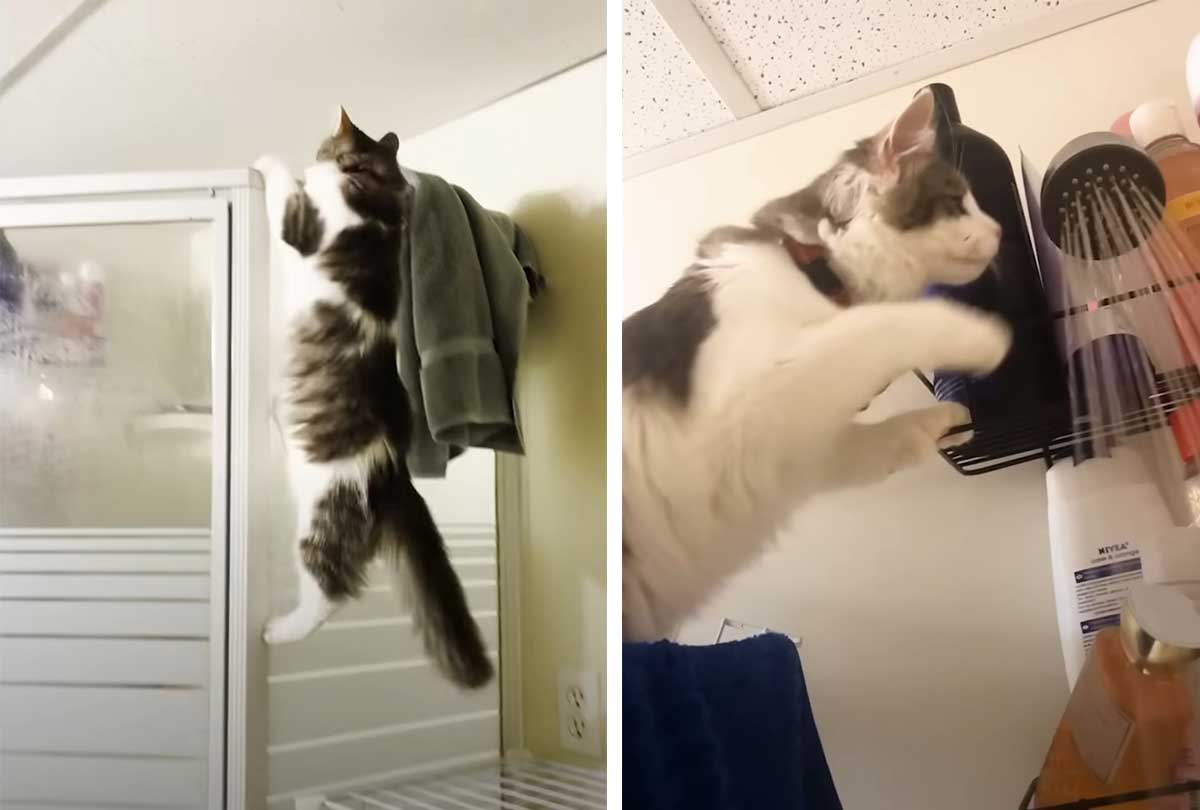 This cat loves to be in the shower with mom