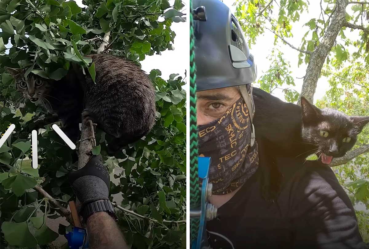 Guy rescues cats from trees no matter how dangerous it might be