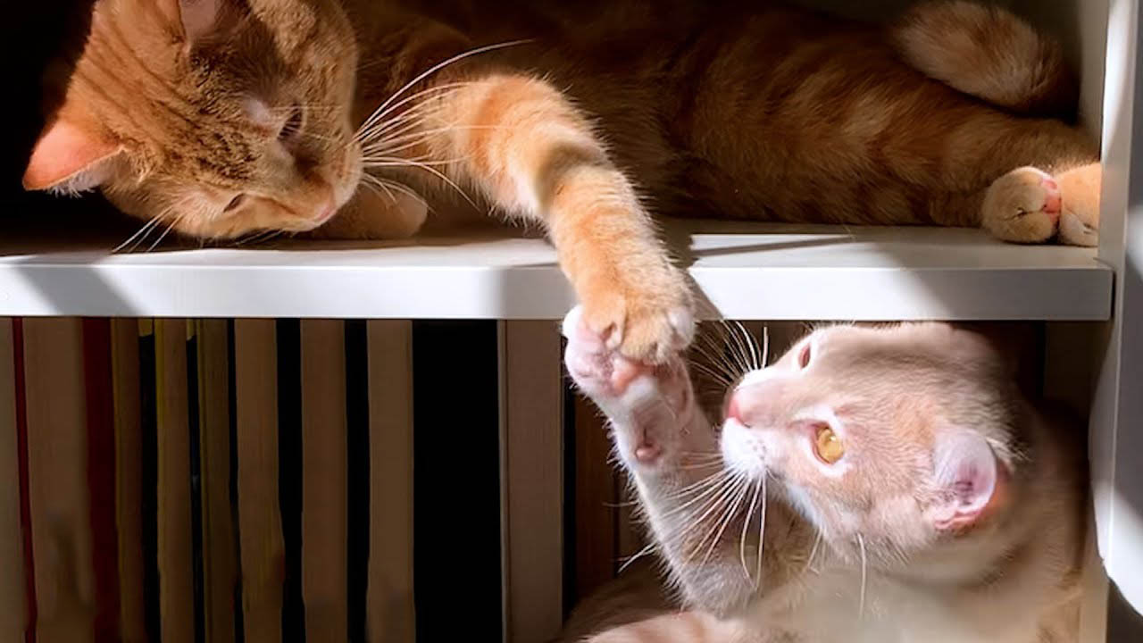 Cat hates his new kitten brother. Watch what happens after a few days.