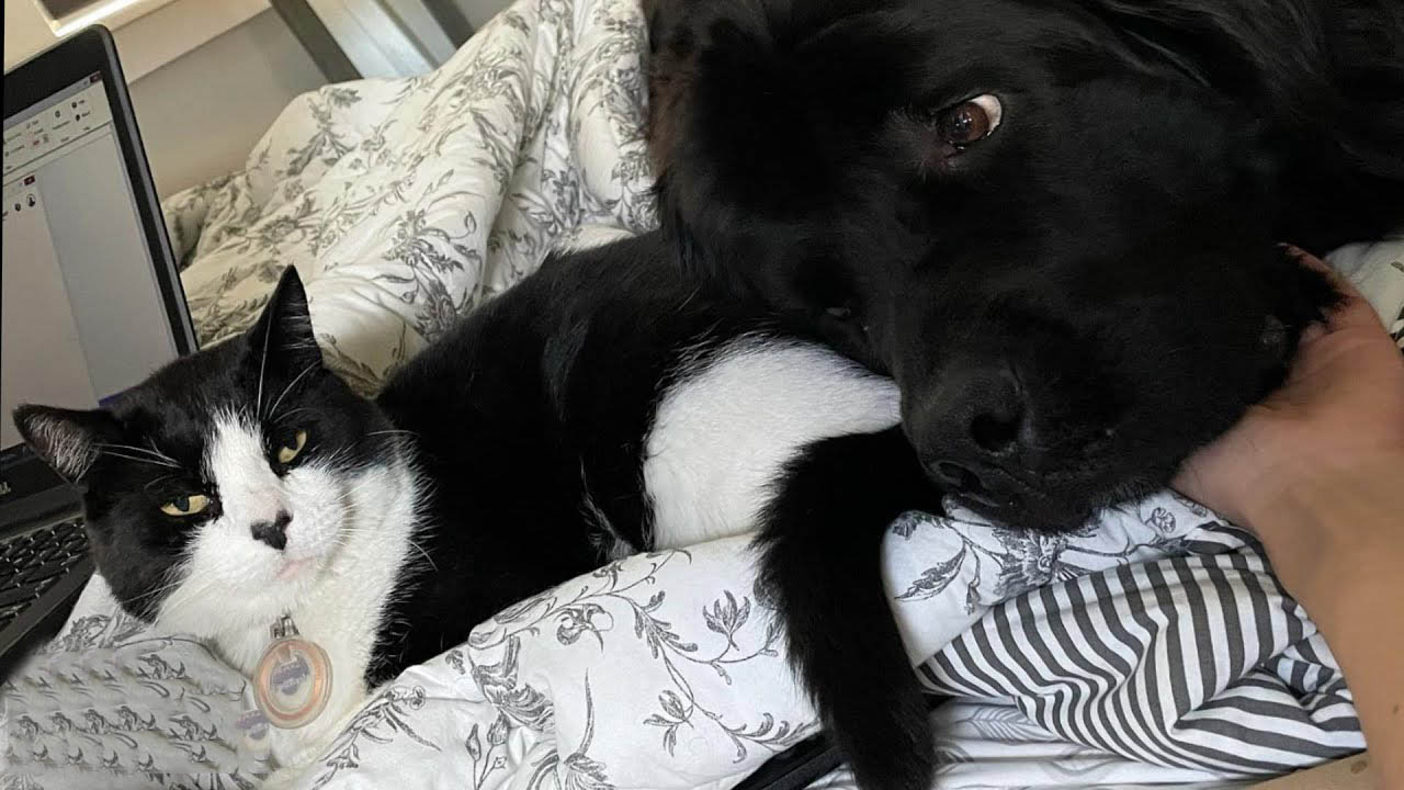 Giant dog and cat have the sweetest relationship