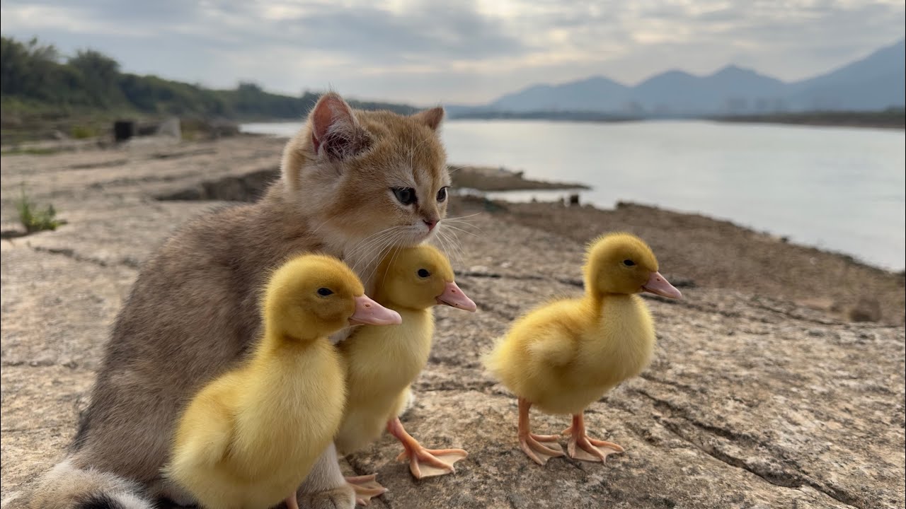 This Kitten's Outdoor Adventure With Ducklings Will Melt Your Heart