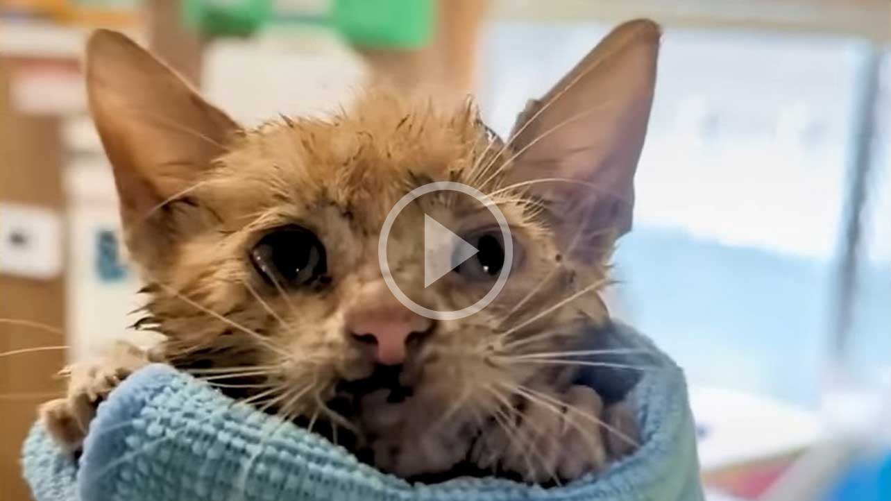 Kitten Saved Just in Time from Water Drum: A Tale of New Beginnings