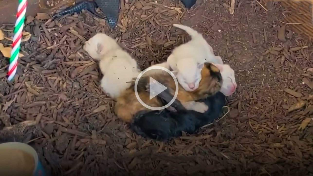 Spicy Mama Feral Cat Refuses to Let Rescuers Near Her Babies!