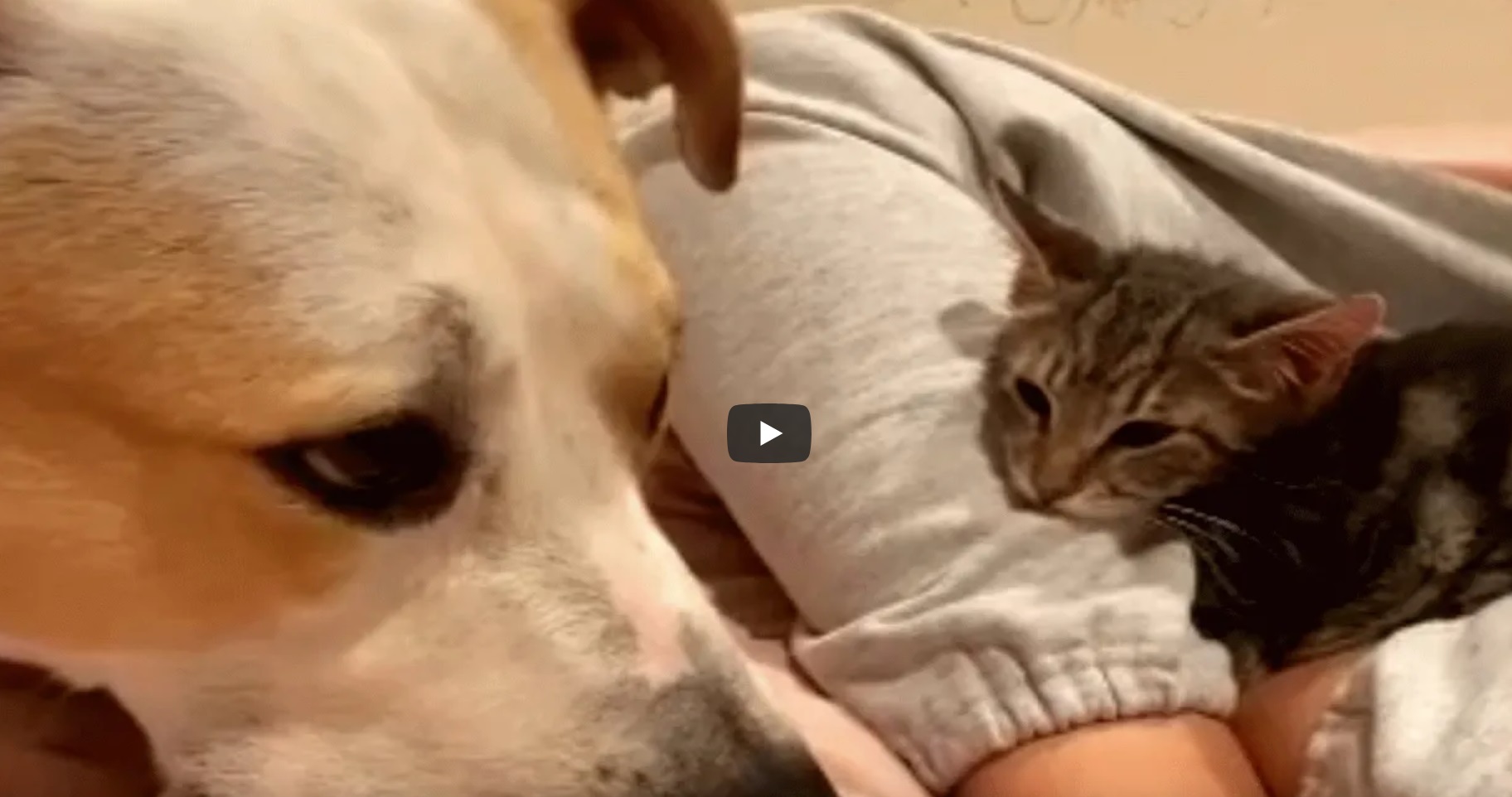 This Dog's Reaction To Meeting A New Adopted Kitten Will Make Your Day