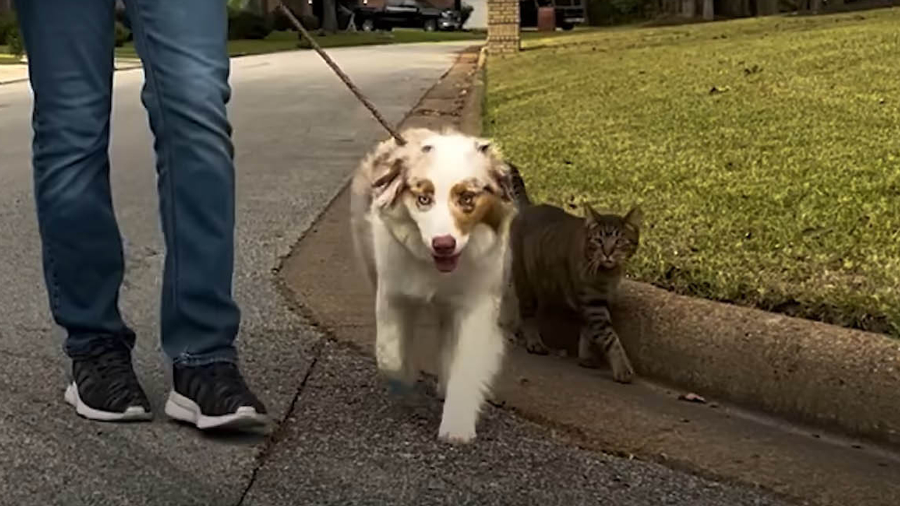 A Stray Cat and Dog Form an Unexpected Bond Through Going on Walks Together