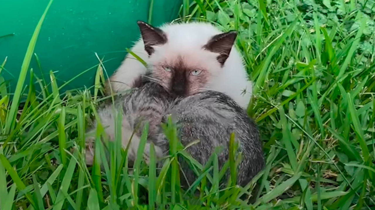 Sibling Love: Abandoned Kitten Becomes Mother to Her Sister