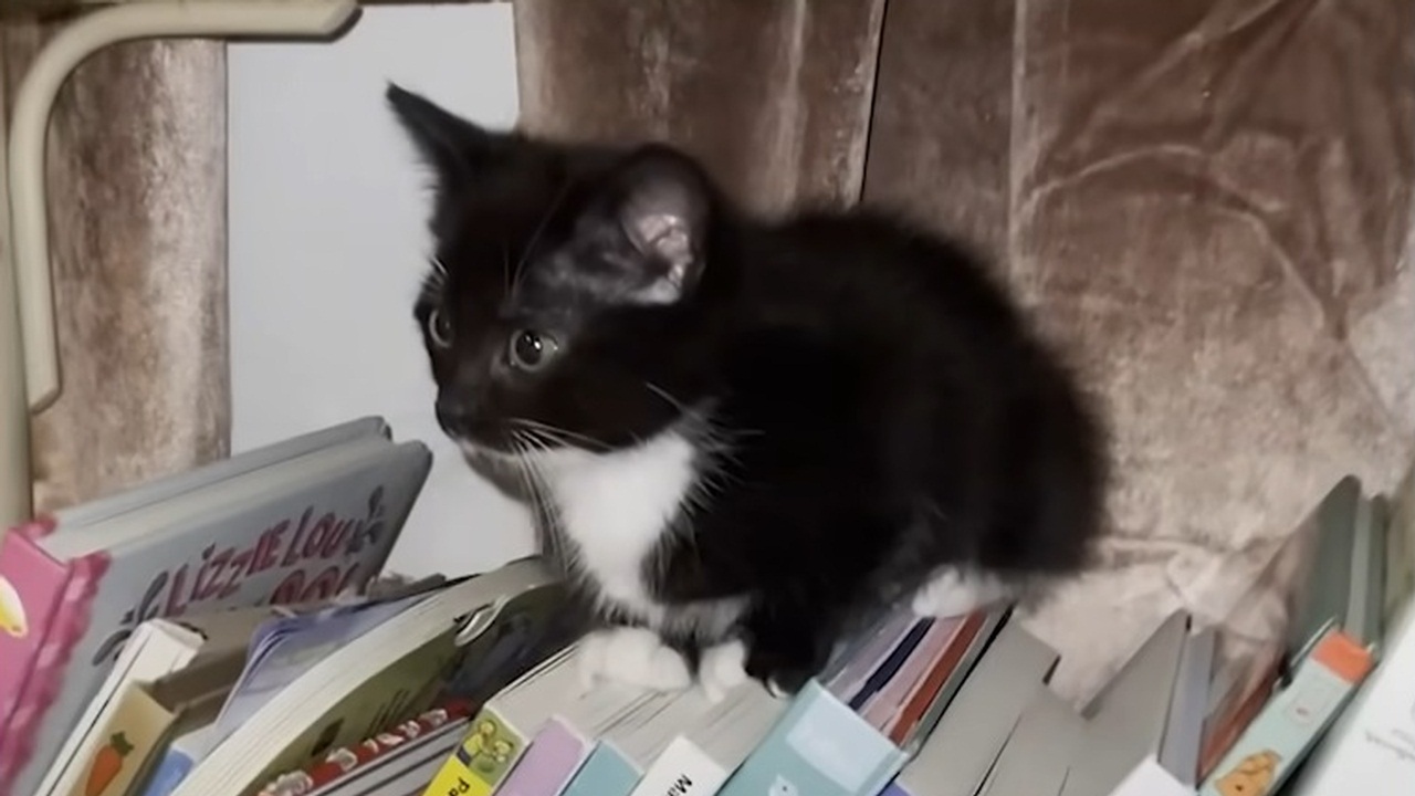Adorable Rescued Kitten Wins Over Everyone's Hearts