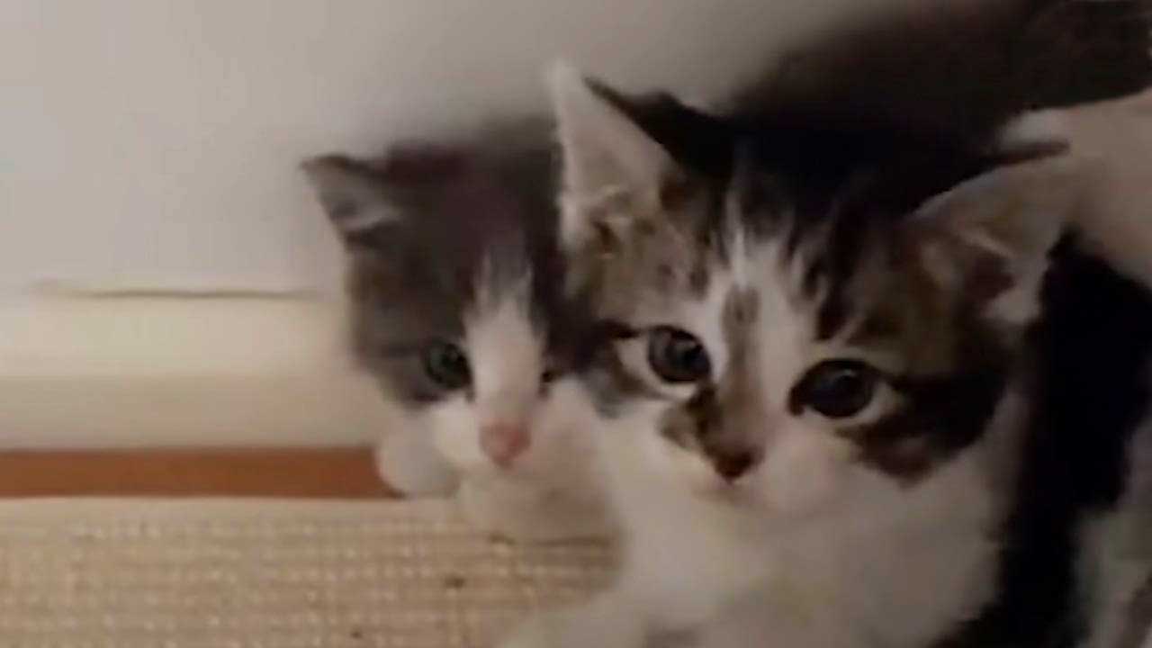 Overcoming Fear: Tiny Feral Kittens Learn to Accept Love