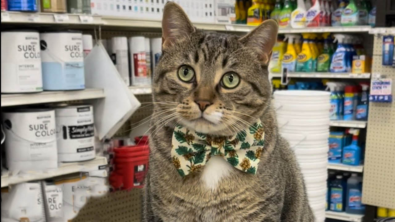 The Cat Who Purrs its Way to Employee of the Month
