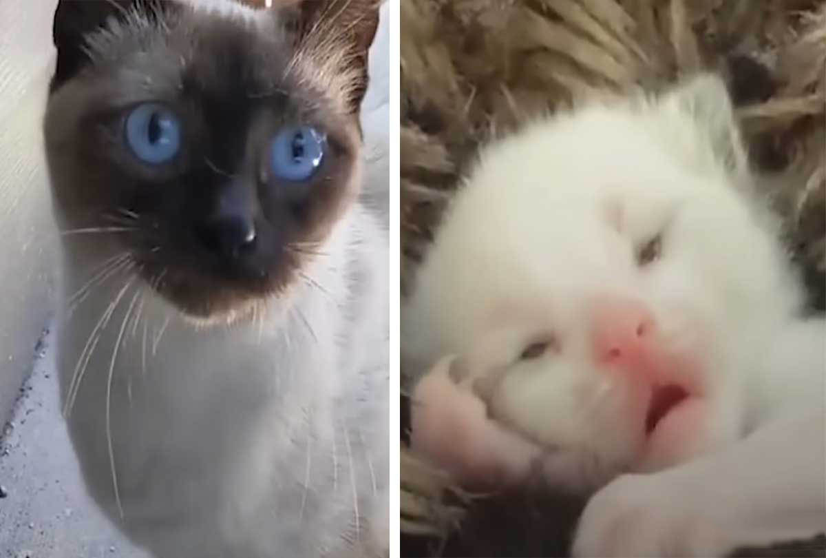 Stray Cat Finds Shelter & Gives Birth on Woman's Porch