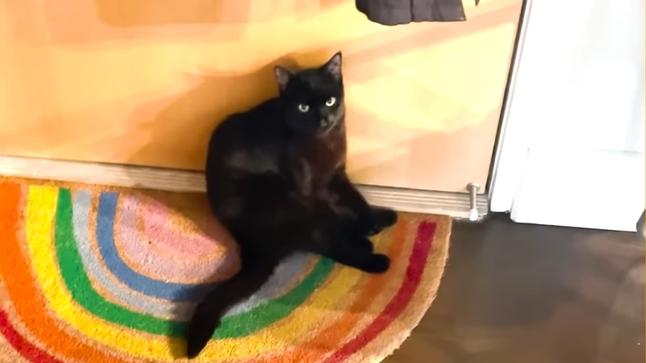 The Door-Blocking Cat Who Loves Mom's Company