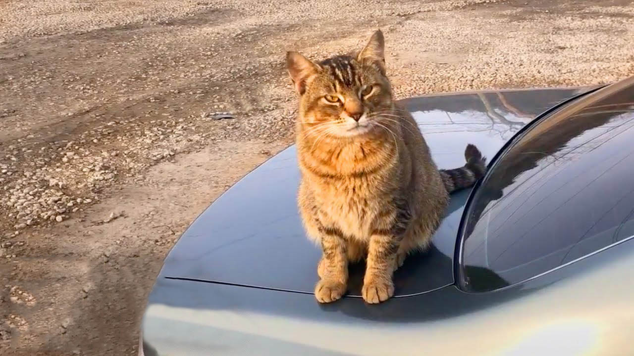 Stray Cat Becomes Car Shop's Greeting Specialist