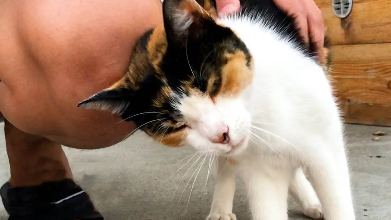 A Street Cat's Mission to Win Over a Woman's Heart