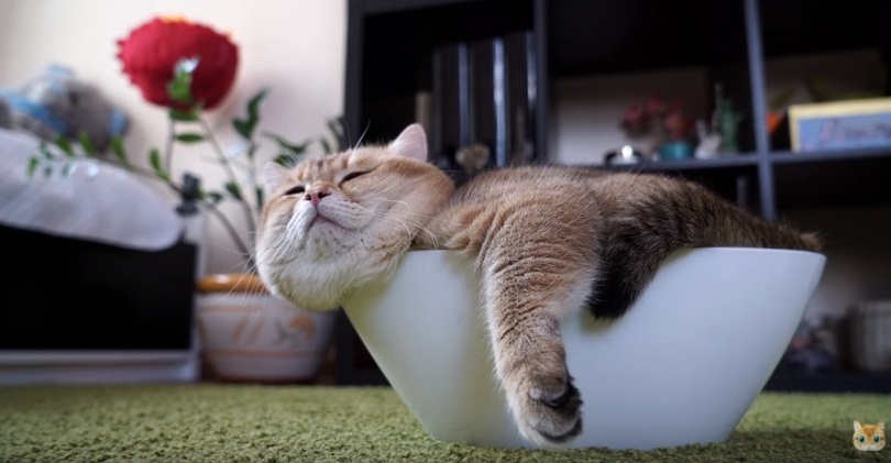 Hasico The Cat Relaxing In A Bowl