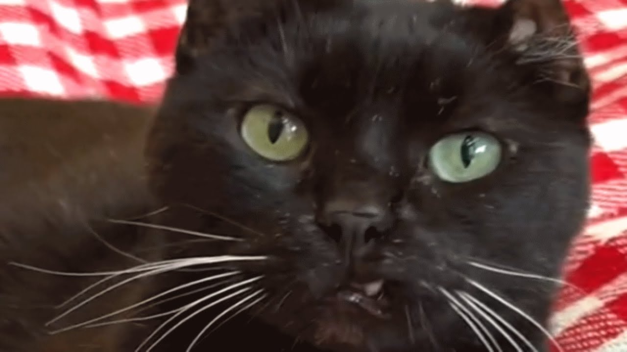 An Adorable Oddball: The Cat Whose Unusual Looks Have Stolen Hearts