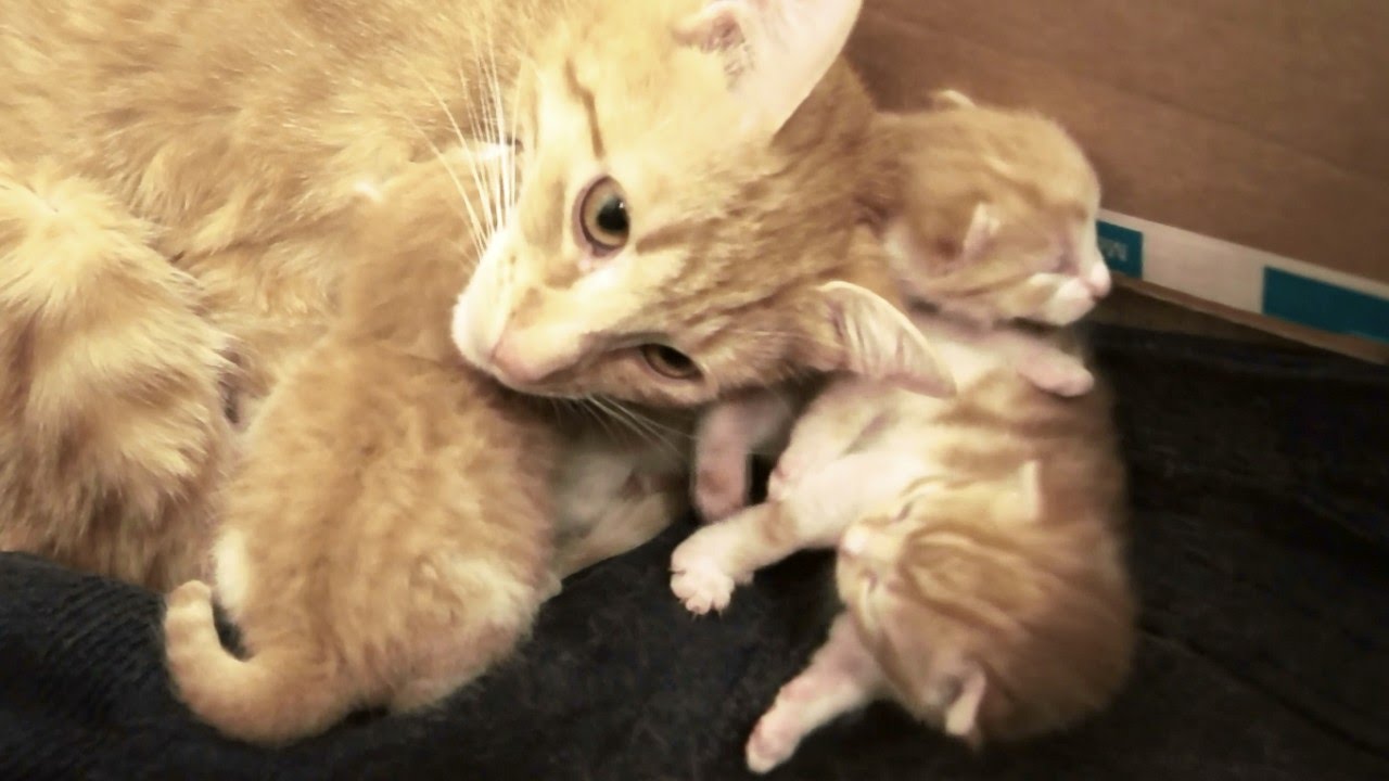 Mama Cat Talks To Her Baby Kittens In Adorable Video