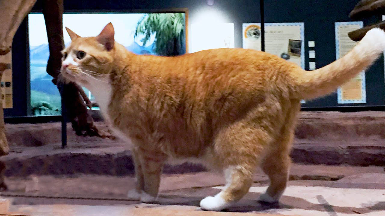 The Rescue Cat Who Became the Unofficial Mascot and Star Attraction at This Museum 