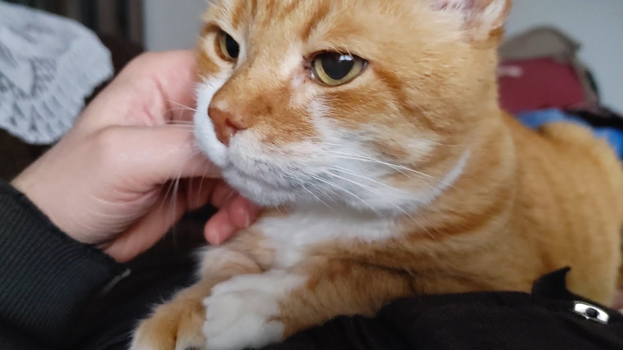 ASMR With Gale Purring And Grooming 