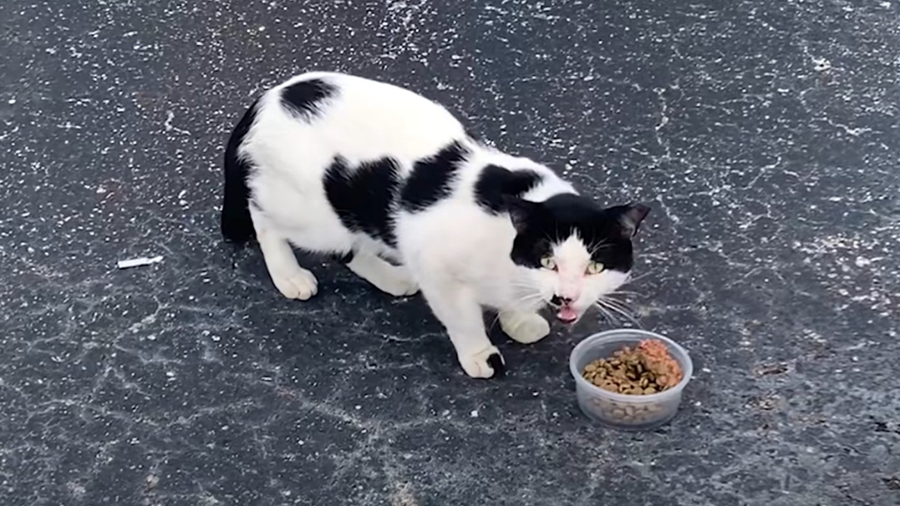Stray Cat Meows for Food, Finds Forever Home, and Forms a Fast Feline Friendship