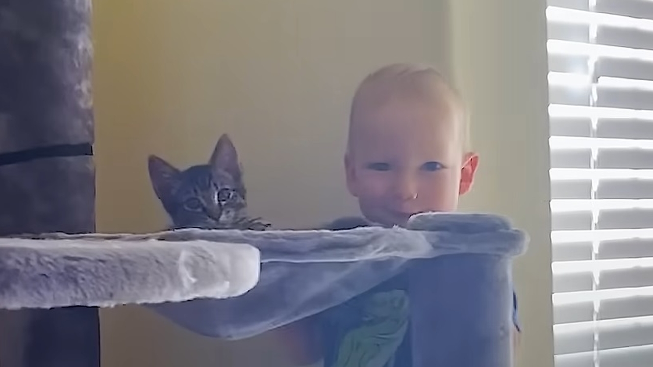 A Baby and Adopted Kitten's Unbreakable Bond