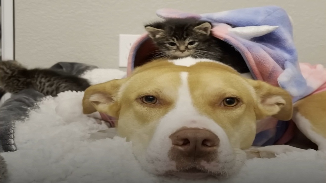 This mama dog loves to take care of foster kittens