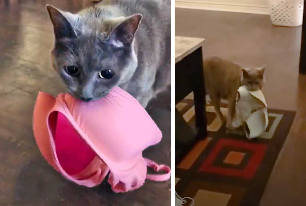 This Cat Has A Bra Obsession And It’s Adorable