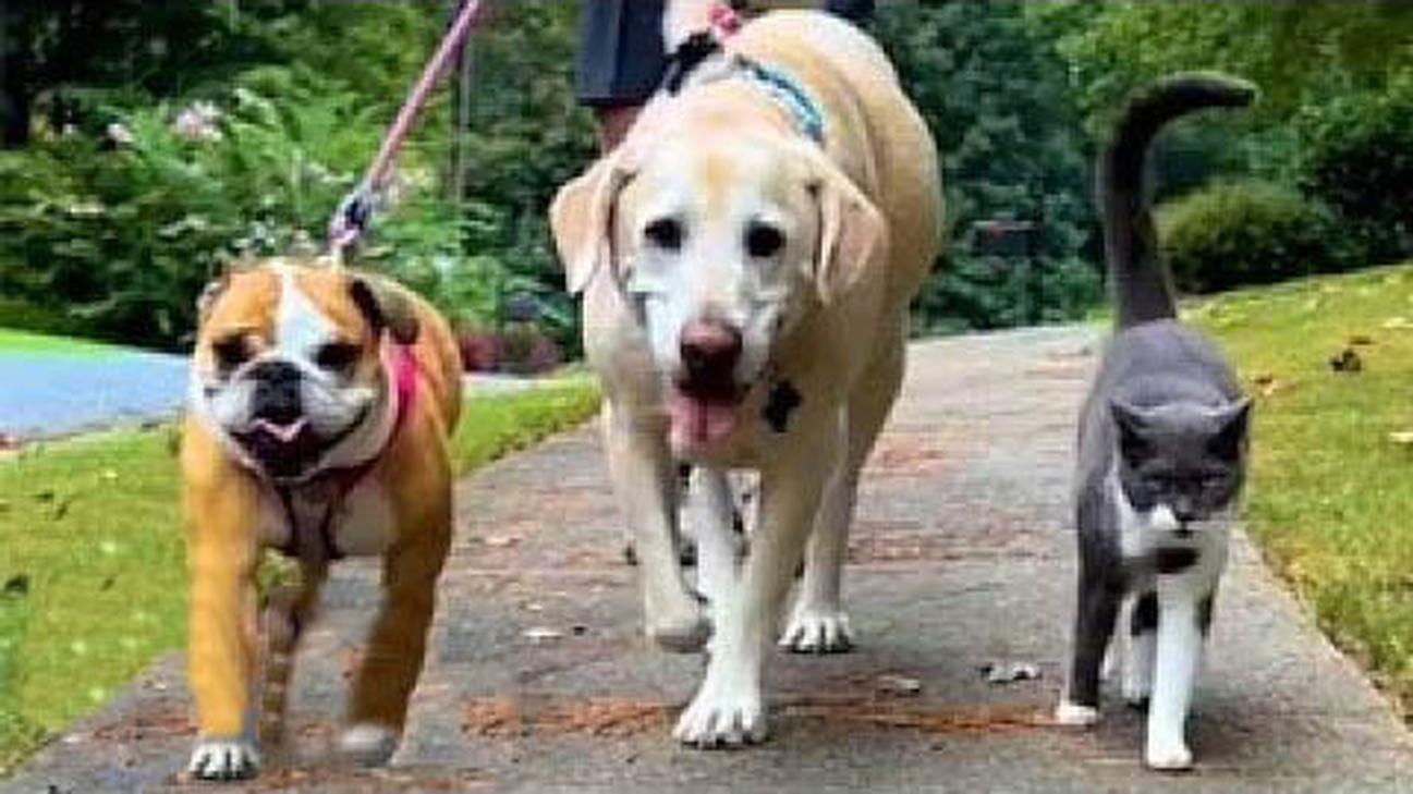 Cat joins his dog friends on their daily walk