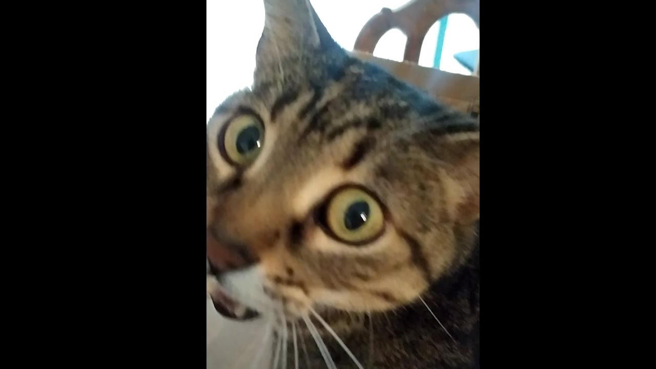 Cat Gets Caught By Surprise And Forgets To Meow