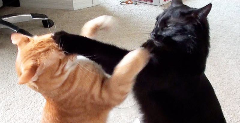 Epic Cat Fight Compilation