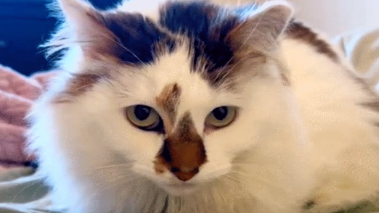 This Shy Cat's Rescue Story Is A Reminder That Everyone Deserves A Second Chance