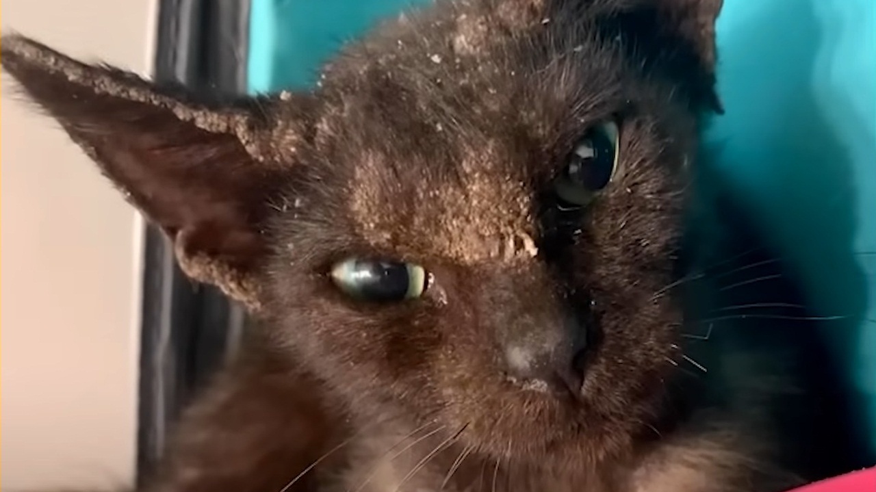 Woman Rescues Kitten in Terrible Condition, Gives Her a Second Chance at Life