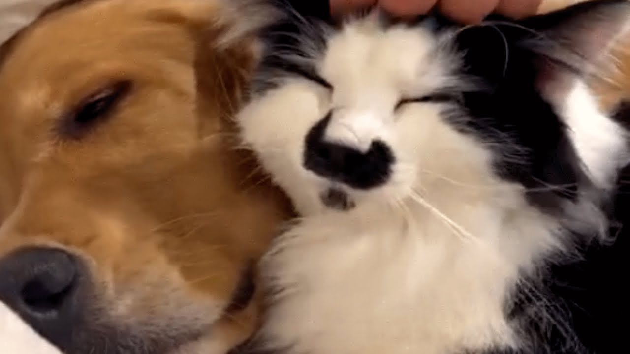 A Furry Connection: The Love Between a Dog and a Mustached Cat
