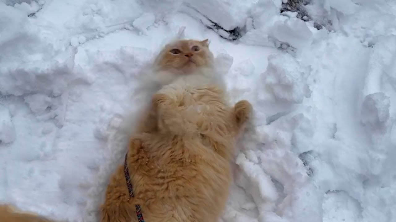 Indoor Cat Begs to Play in Snow Every Day