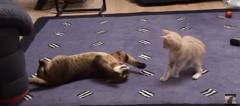 Bengal Cat Meets Kitten For The First Time