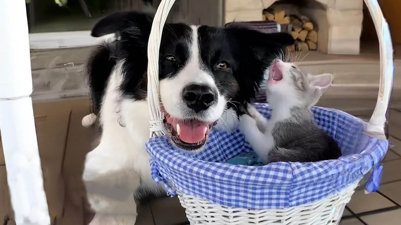 Dog that was scared of kittens becomes the best foster mom