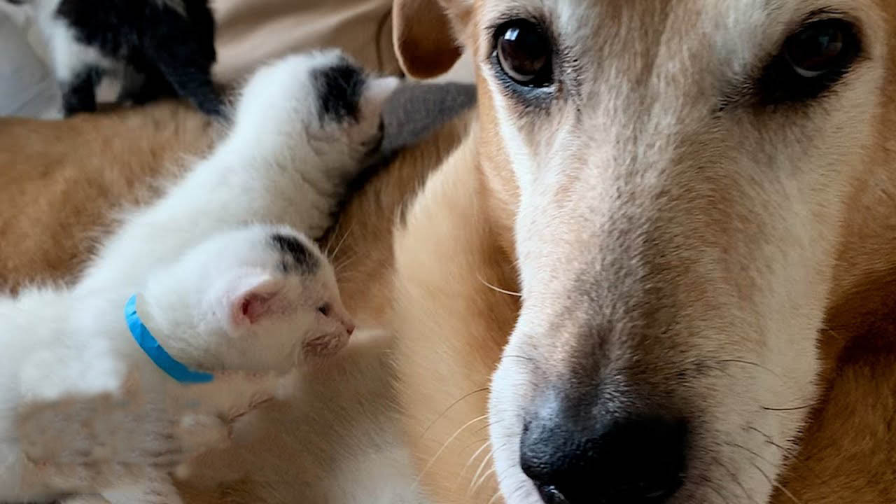 This gentle dog loves to take care of his partially blind foster kittens