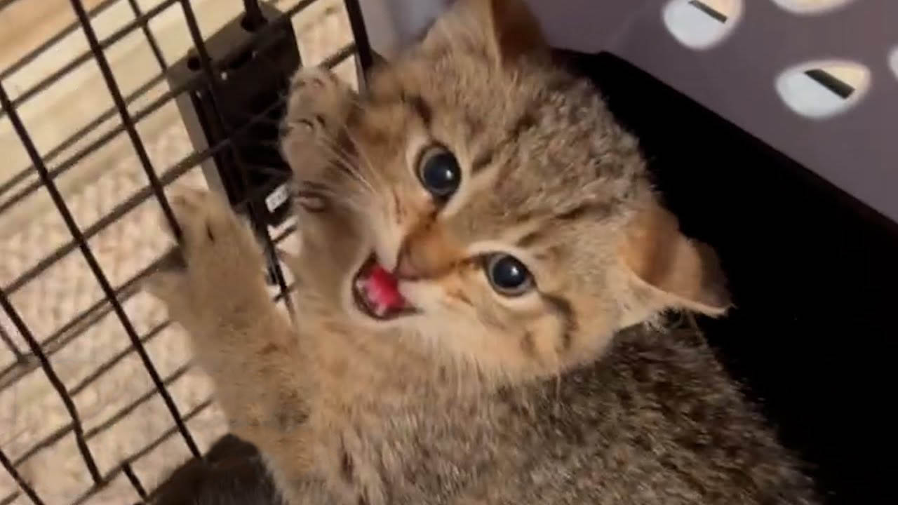 Kitten is so spicy that he needs the PURRITO treatment