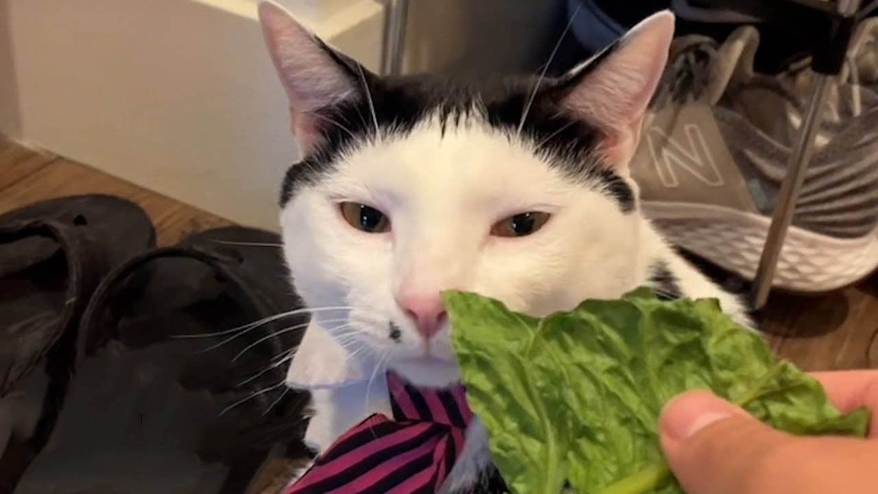 Watch This Hilarious Cat's Over-the-Top Reactions to Smells