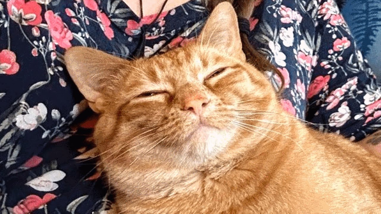 From Shelter to Snuggles: Rescued Cat Thanks Mom with Endless Affection