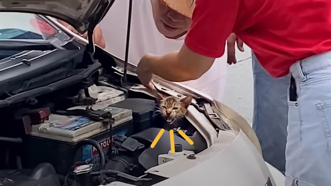 Woman Gives Up Coffee to Save Stray Kitten from Taxi Engine