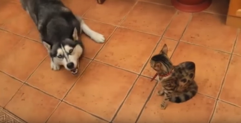 Funny Dogs Annoying Cats with Their Friendship