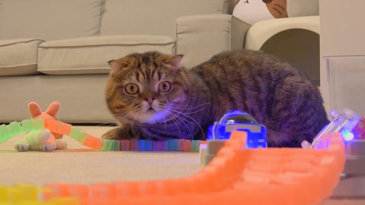 Cats react to racing toy cars