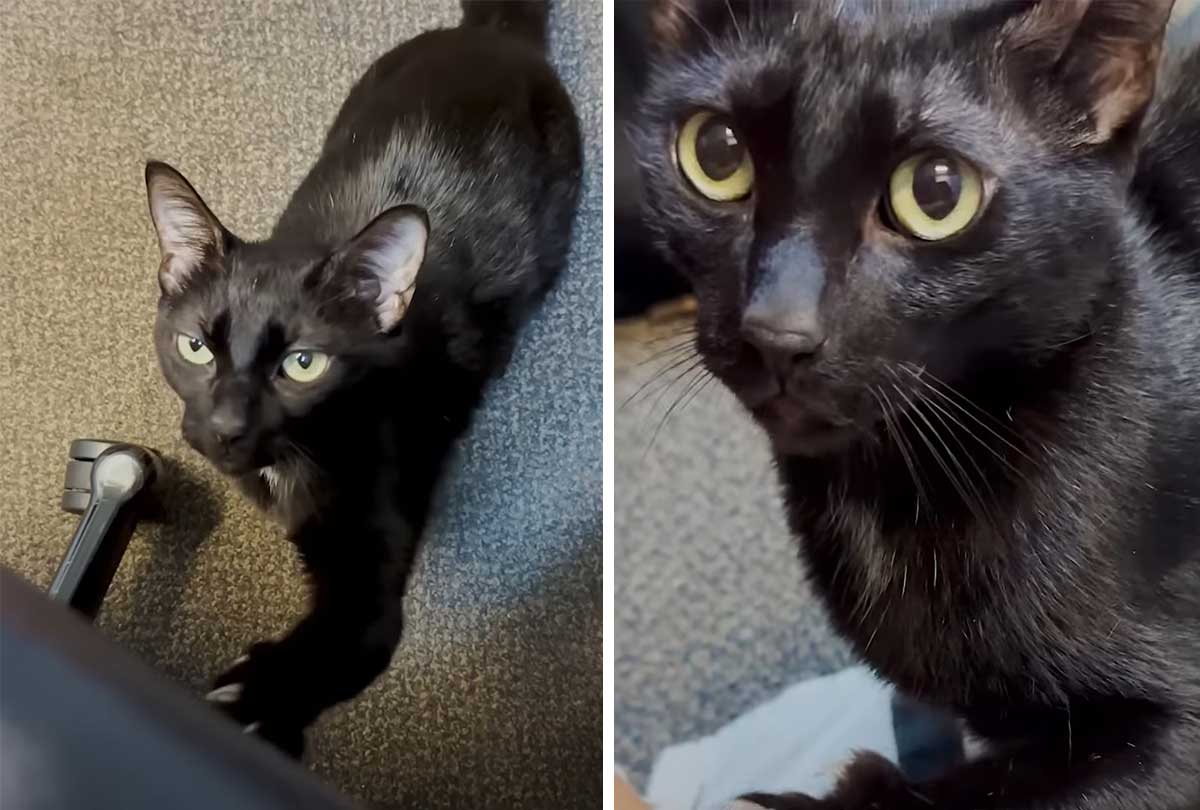 Cute Black Shelter Cat Begs for Pets in the Most Adorable Way
