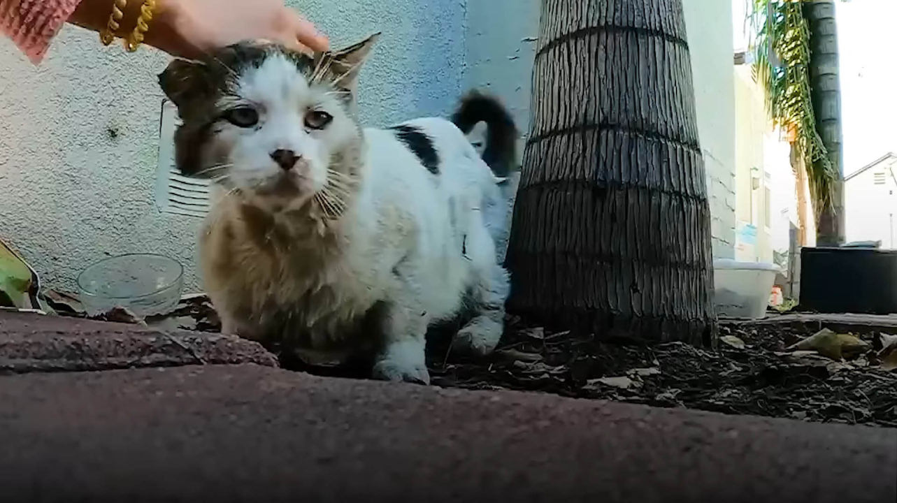 This cat was abandoned by his owners and lived in the streets for 4 years