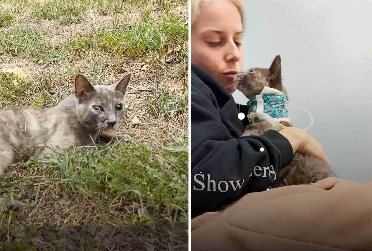 Doctors said that this rescue cat would never be able to see again, then a miracle happened.