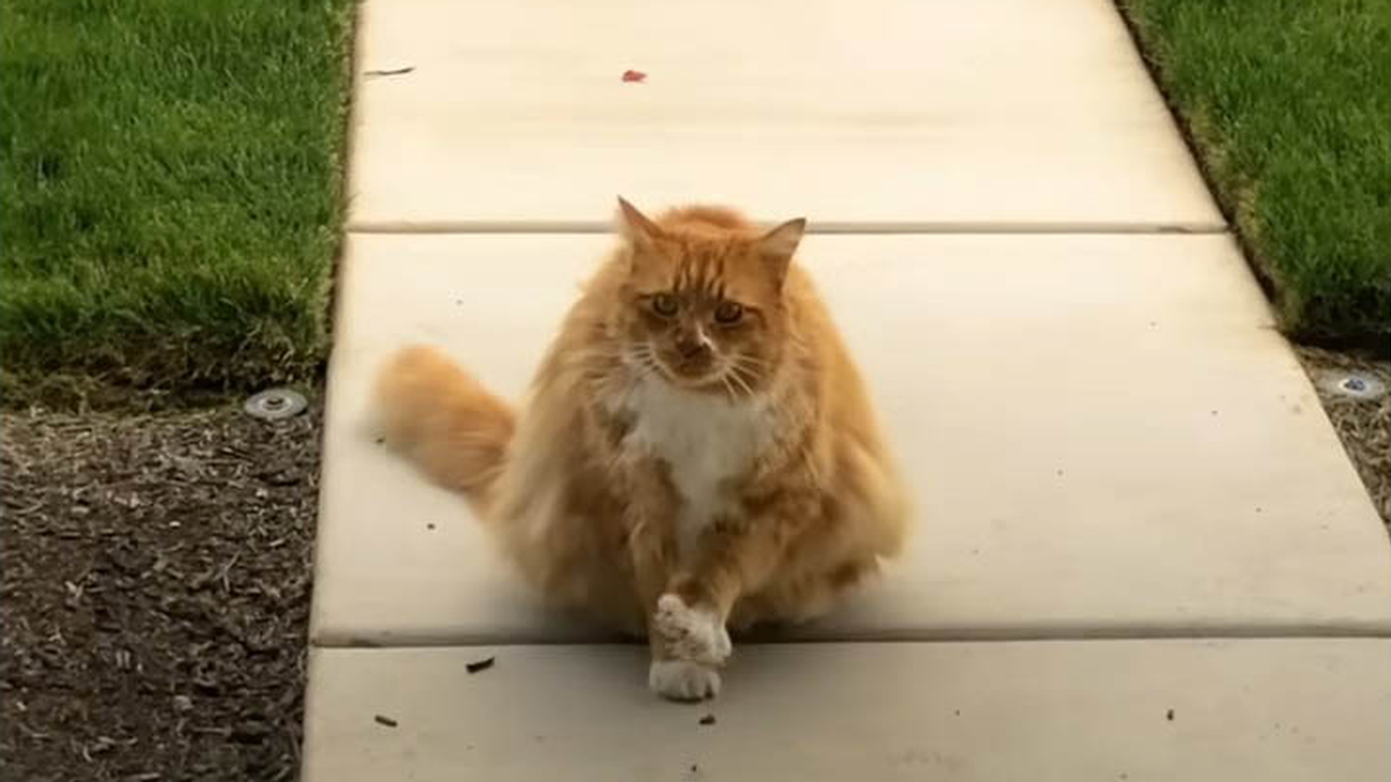 George the Neighbour's Fluffy Cat Visits His Favourite Human Every Day!