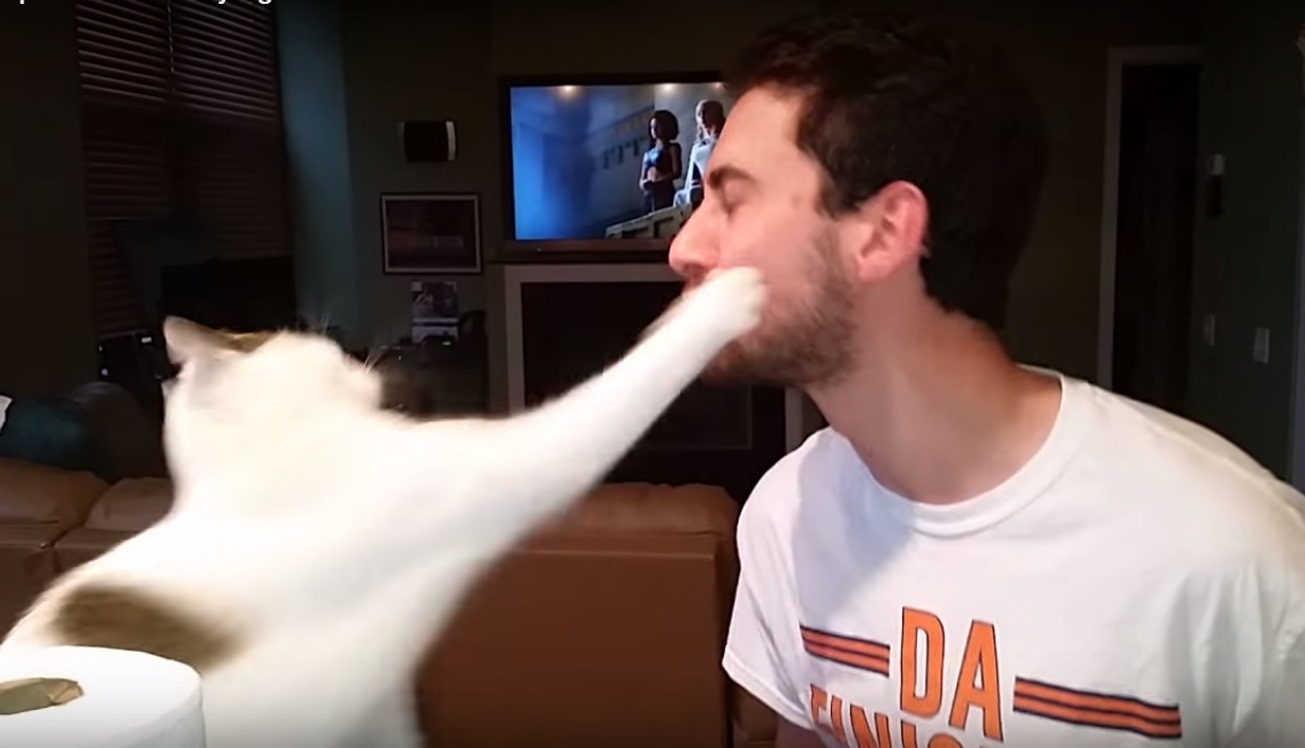 Cat slaps human for trying to kiss him