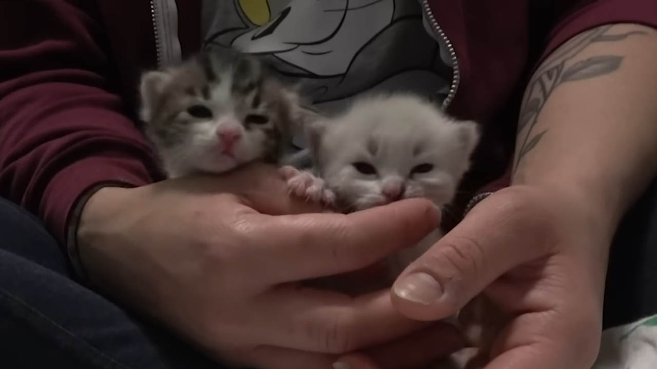Two weeks old kittens found in someone's house wall