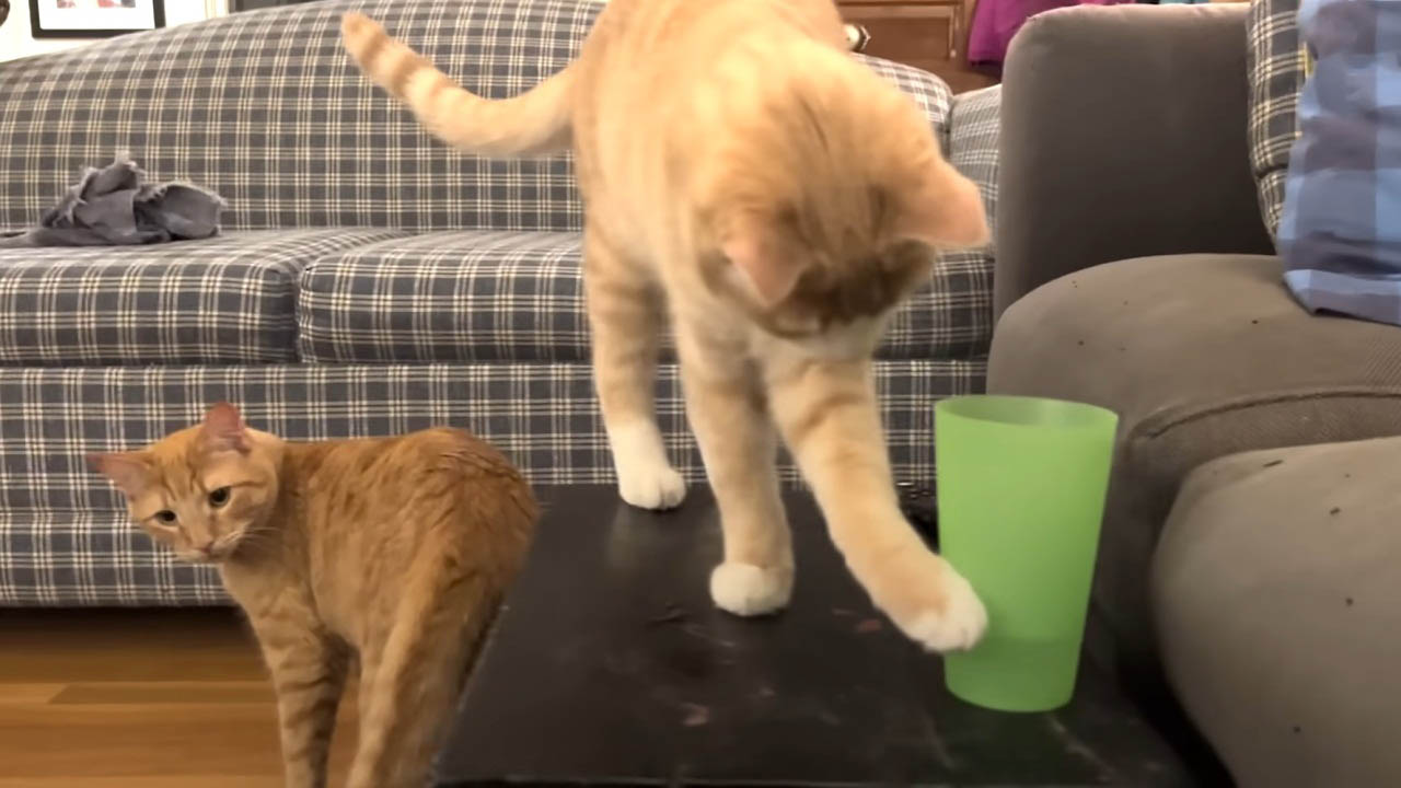 Partners in crime cat brothers knock over every water glass in the house