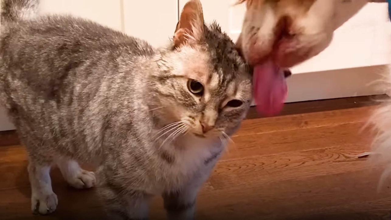 Dog waits by the door for 2 weeks to meet his new cat brother